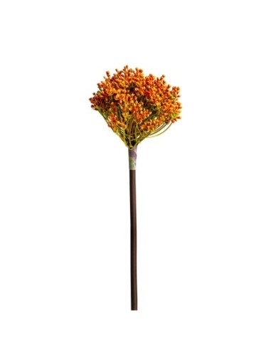 Planta allium