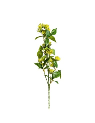 Flor