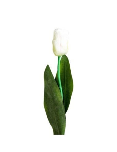 Flor tulipan