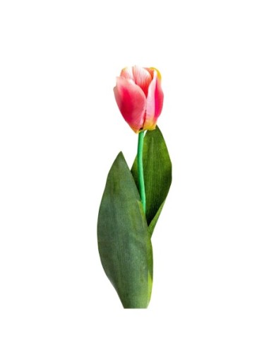Flor tulipan