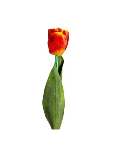 Flor tulipan