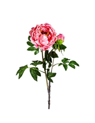 Flor peonia