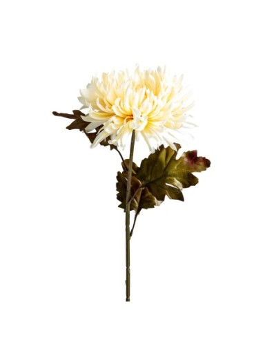 Flor crisantema