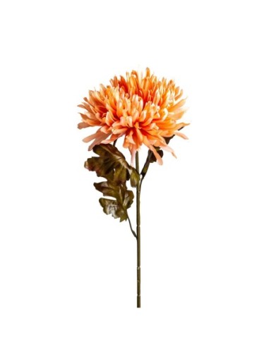 Flor crisantema
