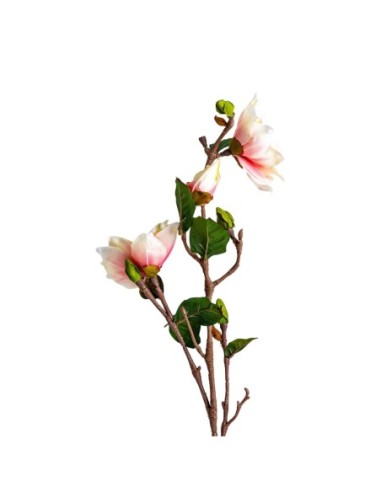 Flor yulan