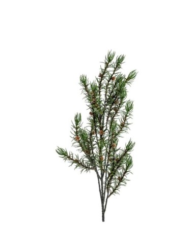 Planta romero