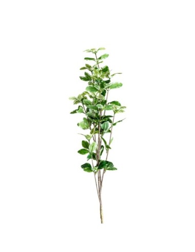 Planta hojas