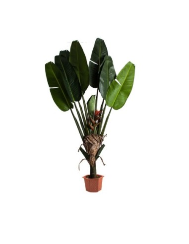 Planta paradise