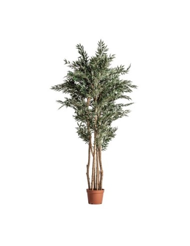 Planta helecho