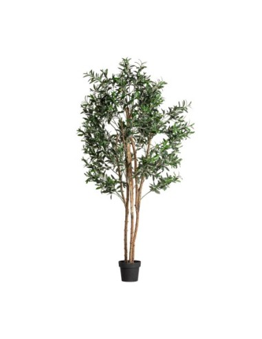Planta olivo