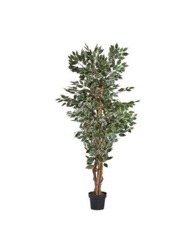 Planta ficus