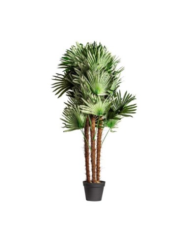Planta helecho