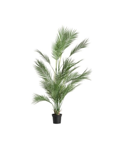 Planta helecho