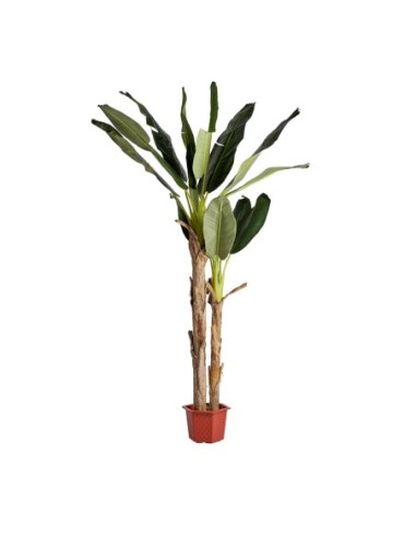 Planta bananero
