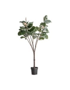Planta roble blanco