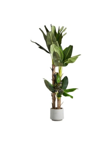 Planta platanero