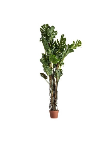 Planta split philo