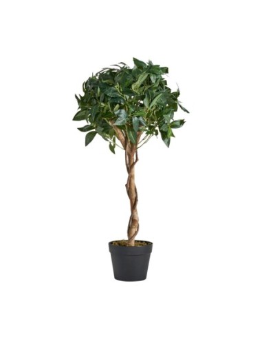 Planta laurel