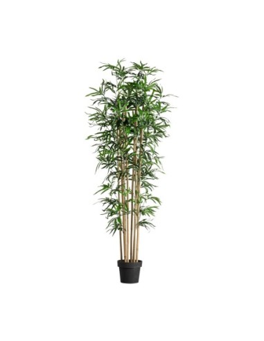 Planta bambú