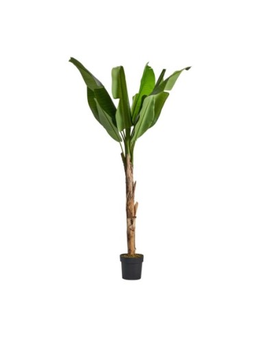 Planta bananera
