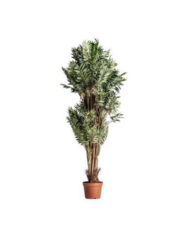 Planta bambú