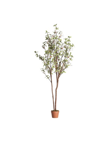 Planta magnolia