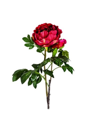 Flor peonia
