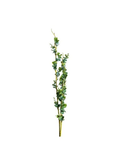 Planta ramas