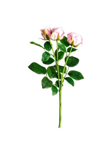 Planta rosal