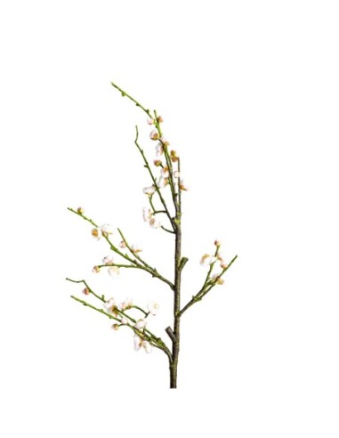Flor del ciruelo