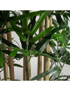 Planta bambú 2