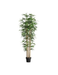 Planta bambú