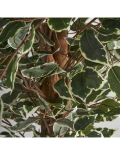 Planta ficus 2