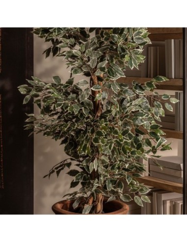 Planta ficus
