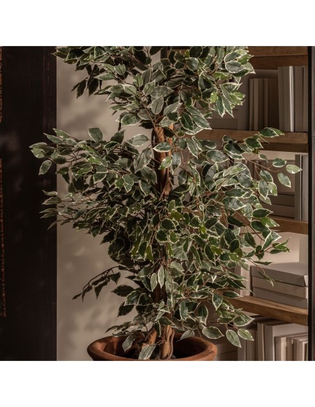 Planta ficus