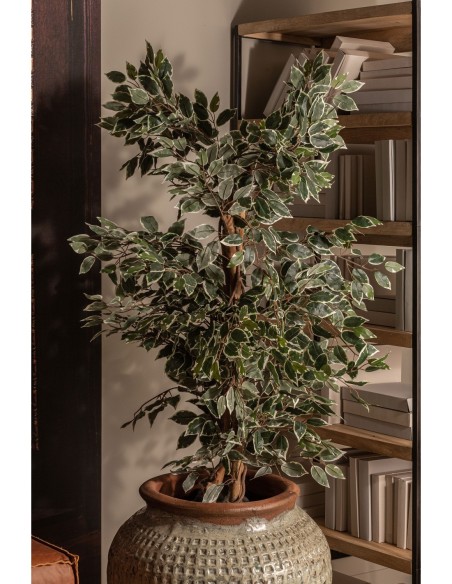 Planta ficus