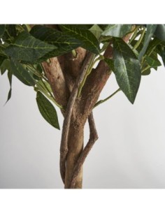 Planta laurel 2