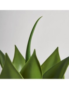 Planta lotus 2