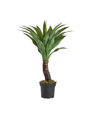Planta yucca
