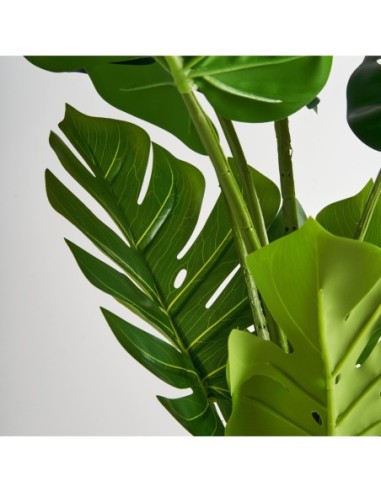 Planta monstera