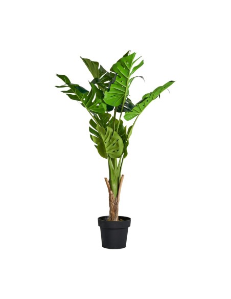Planta monstera