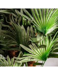 Planta helecho 2