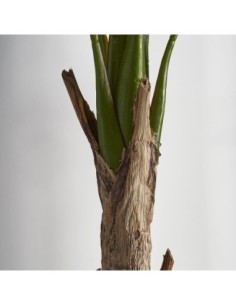 Planta bananera 2
