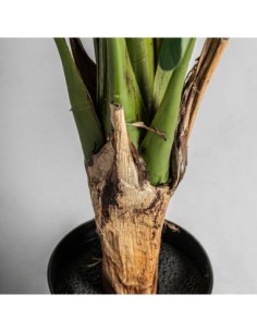 Planta bananera 2