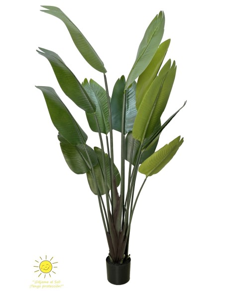 ÁRBOL AVE DEL PARAISO EXTERIOR 180CM