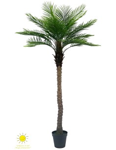 PALMERA PHOENIX 213 CM EXTERIOR