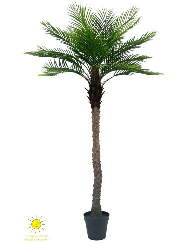 PALMERA PHOENIX 213 CM EXTERIOR