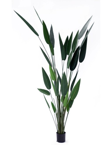 AVE DEL PARAISO VERDE 210CM