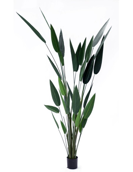 AVE DEL PARAISO VERDE 210CM