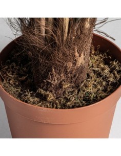 Planta bambú 2